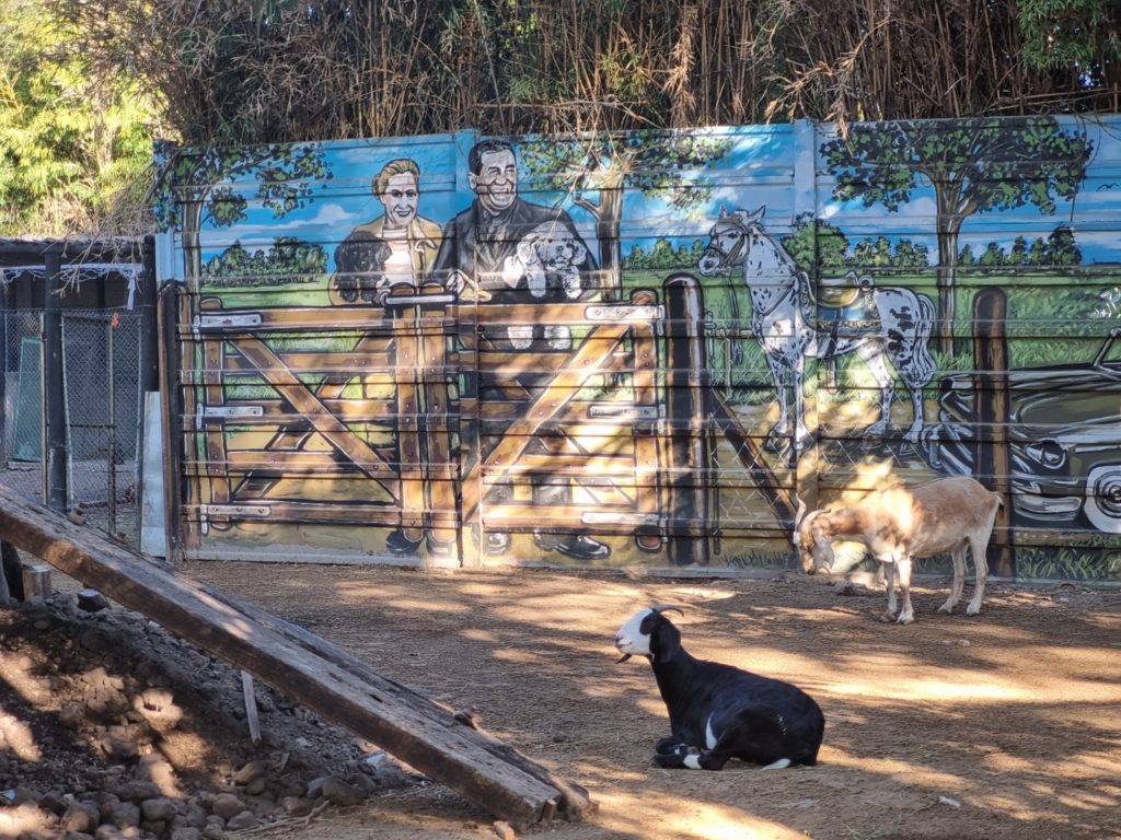 EN LA GRANJA DEL PREDIO LOS HIJOS Y FAMILIARES DE LOS AFILIADOSPUEDEN TOMAR CONTACTO Y APRENDER DE LOS ANIMALES EN UN CONTACTO DIRECTO